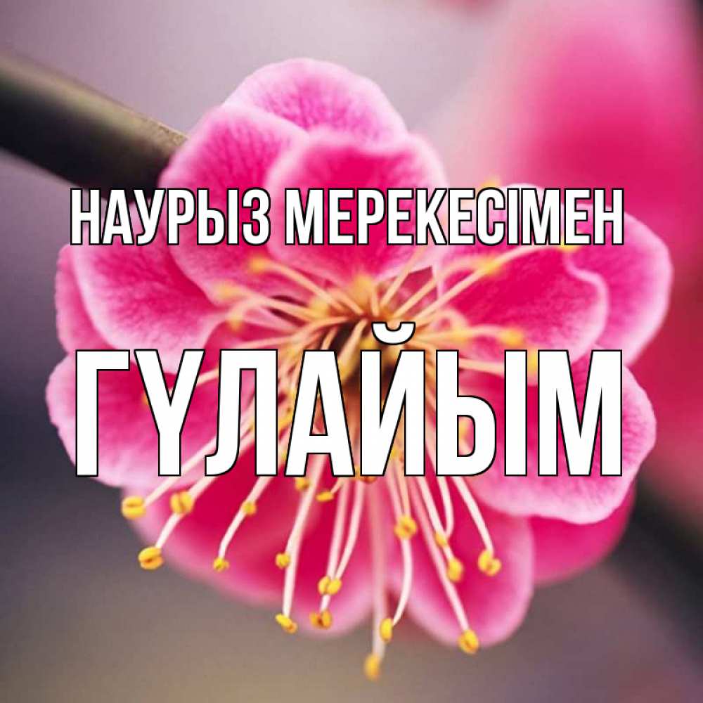 Күн сайын ашық хат с именем, ГҮЛАЙЫМ Наурыз мерекесімен цветы Онлайн тегін жүктеп алу тілектері бар керемет карта 