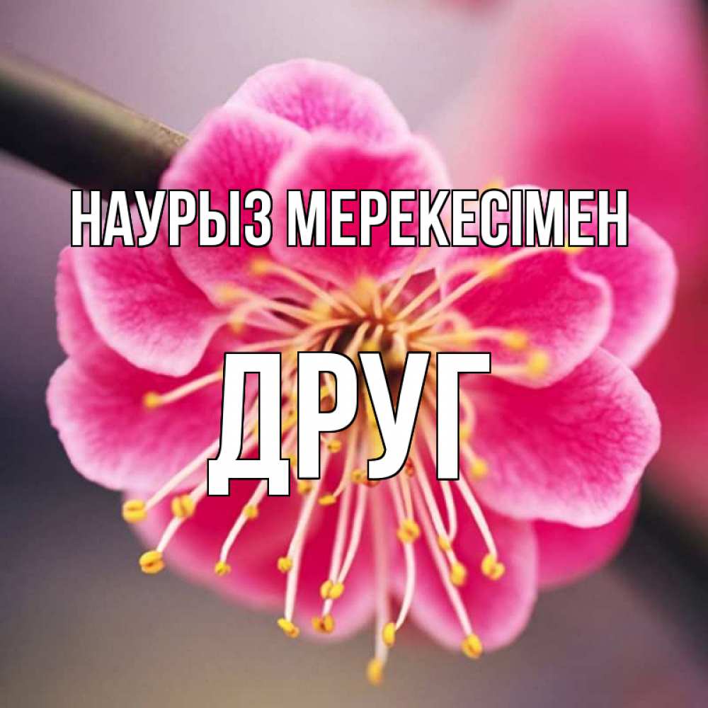 Күн сайын ашық хат с именем, Друг Наурыз мерекесімен цветы Онлайн тегін жүктеп алу тілектері бар керемет карта 