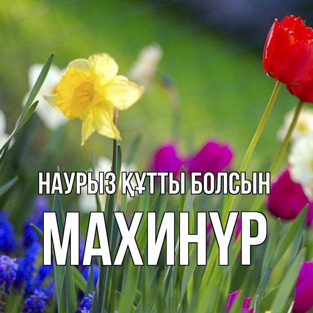 Күн сайын ашық хат с именем, МАХИНҮР Наурыз құтты болсын наурыз  3 открытки Онлайн тегін жүктеп алу тілектері бар керемет карта 