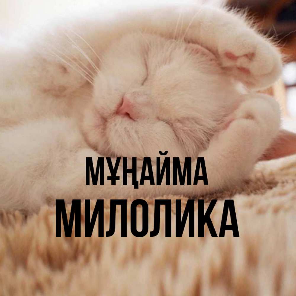 Күн сайын ашық хат с именем, Милолика Мұңайма Котенок спит Онлайн тегін жүктеп алу тілектері бар керемет карта 