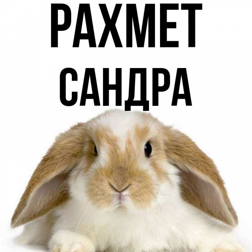 Күн сайын ашық хат с именем, Сандра рахмет коричнево белый заяц Онлайн тегін жүктеп алу тілектері бар керемет карта 