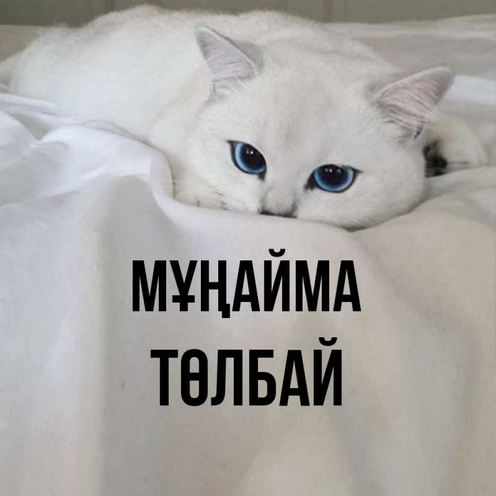 Күн сайын ашық хат с именем, ТӨЛБАЙ Мұңайма Голубоглазая кошка Онлайн тегін жүктеп алу тілектері бар керемет карта 