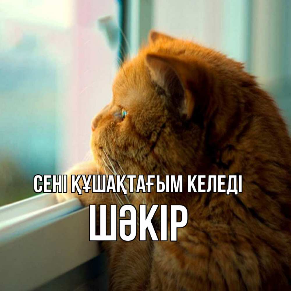 Күн сайын ашық хат с именем, ШӘКІР сені құшақтағым келеді большой огромный рыжий котяра Онлайн тегін жүктеп алу тілектері бар керемет карта 