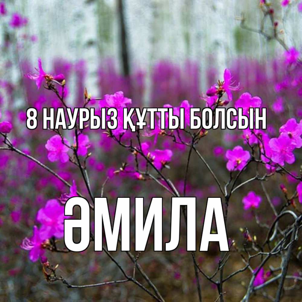 Күн сайын ашық хат с именем, ӘМИЛА 8 наурыз құтты болсын дикие цветы Онлайн тегін жүктеп алу тілектері бар керемет карта 