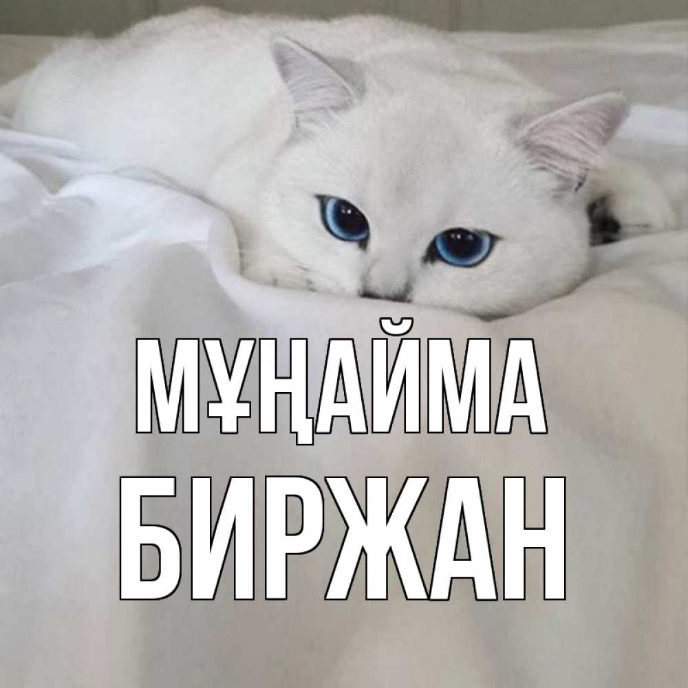 Күн сайын ашық хат с именем, Биржан Мұңайма белый кот с голубыми глазами на белоснежной кровати Онлайн тегін жүктеп алу тілектері бар керемет карта 