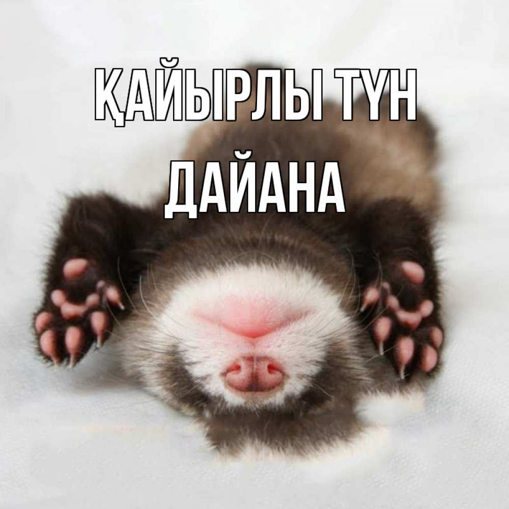 Күн сайын ашық хат с именем, ДАЙАНА Қайырлы түн зверек Онлайн тегін жүктеп алу тілектері бар керемет карта 