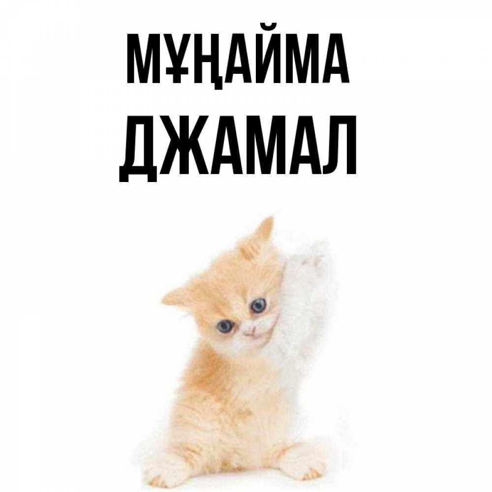 Күн сайын ашық хат с именем, Джамал Мұңайма просящий кот Онлайн тегін жүктеп алу тілектері бар керемет карта 