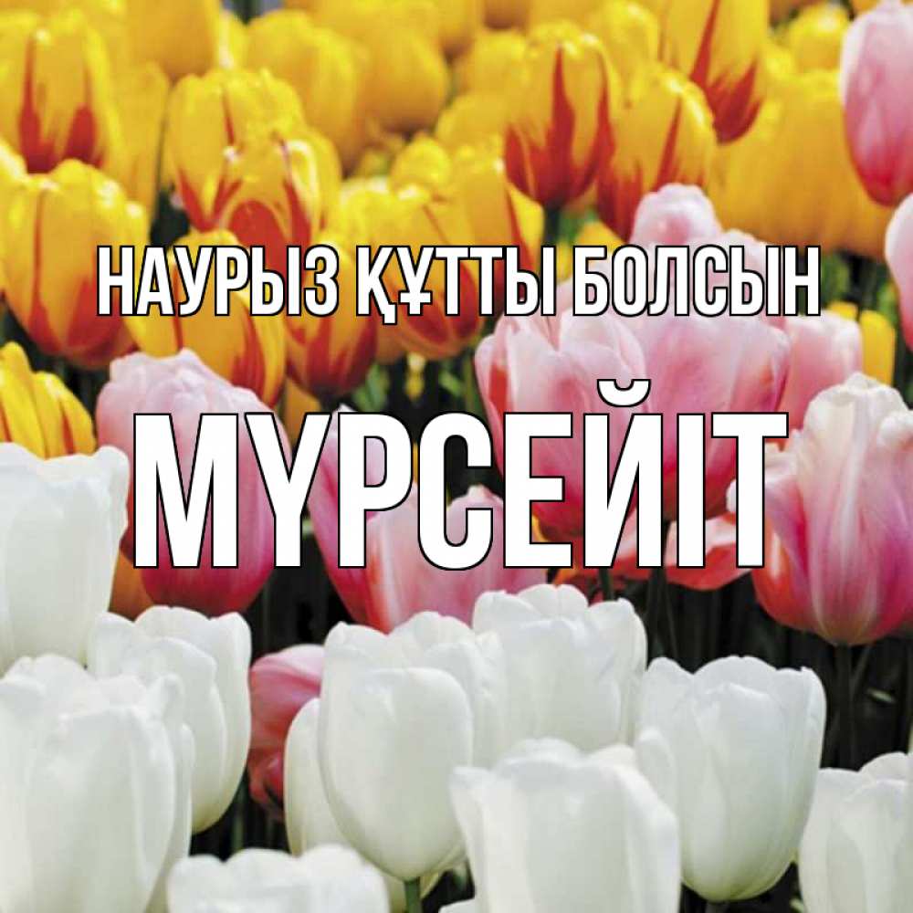 Күн сайын ашық хат с именем, МҮРСЕЙІТ Наурыз құтты болсын разноцветные цветы Онлайн тегін жүктеп алу тілектері бар керемет карта 
