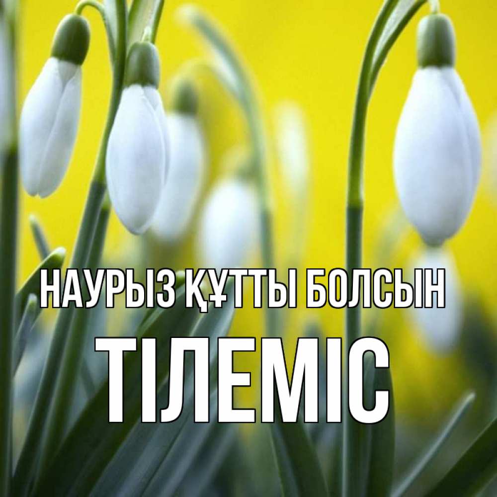 Күн сайын ашық хат с именем, ТІЛЕМІС Наурыз құтты болсын весенние цветы Онлайн тегін жүктеп алу тілектері бар керемет карта 