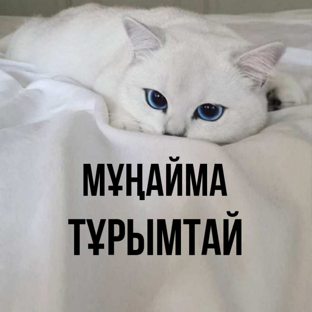 Күн сайын ашық хат с именем, ТҰРЫМТАЙ Мұңайма Голубоглазая кошка Онлайн тегін жүктеп алу тілектері бар керемет карта 