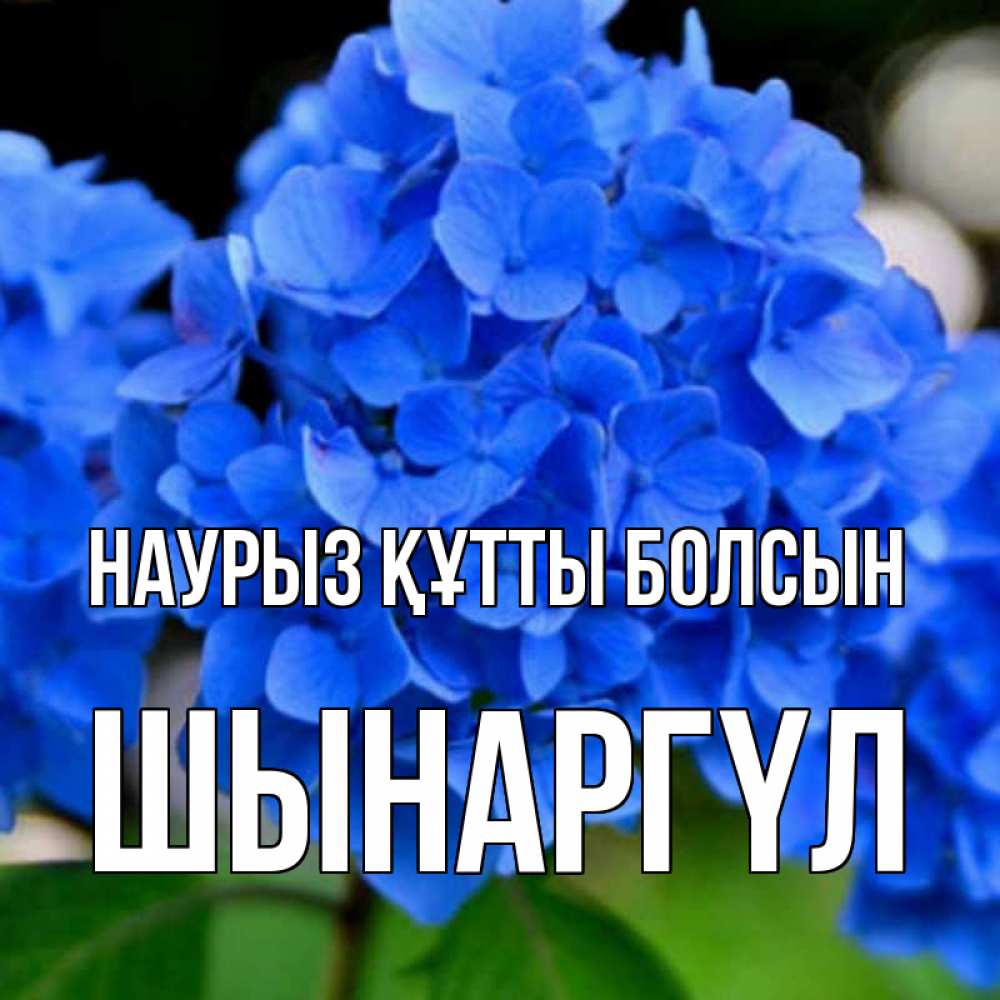 Күн сайын ашық хат с именем, ШЫНАРГҮЛ Наурыз құтты болсын синие цветы Онлайн тегін жүктеп алу тілектері бар керемет карта 