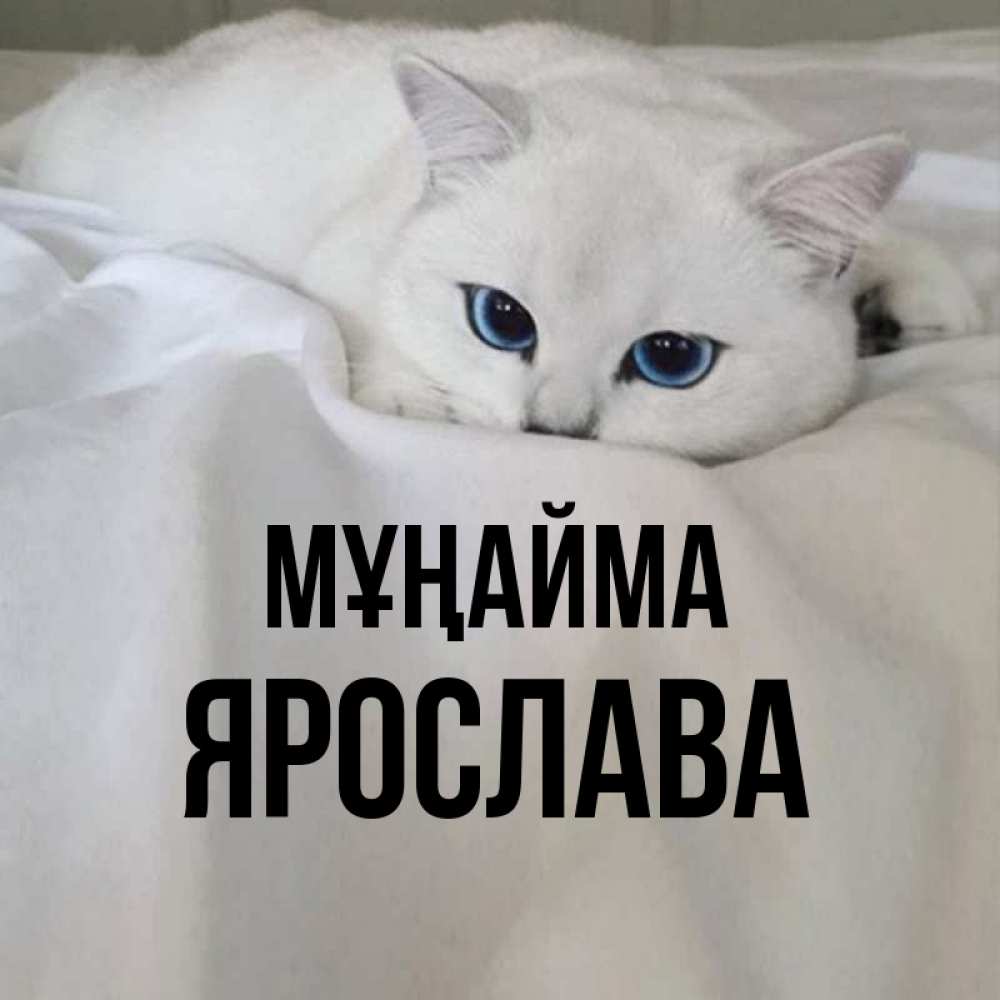 Күн сайын ашық хат с именем, Ярослава Мұңайма Голубоглазая кошка Онлайн тегін жүктеп алу тілектері бар керемет карта 