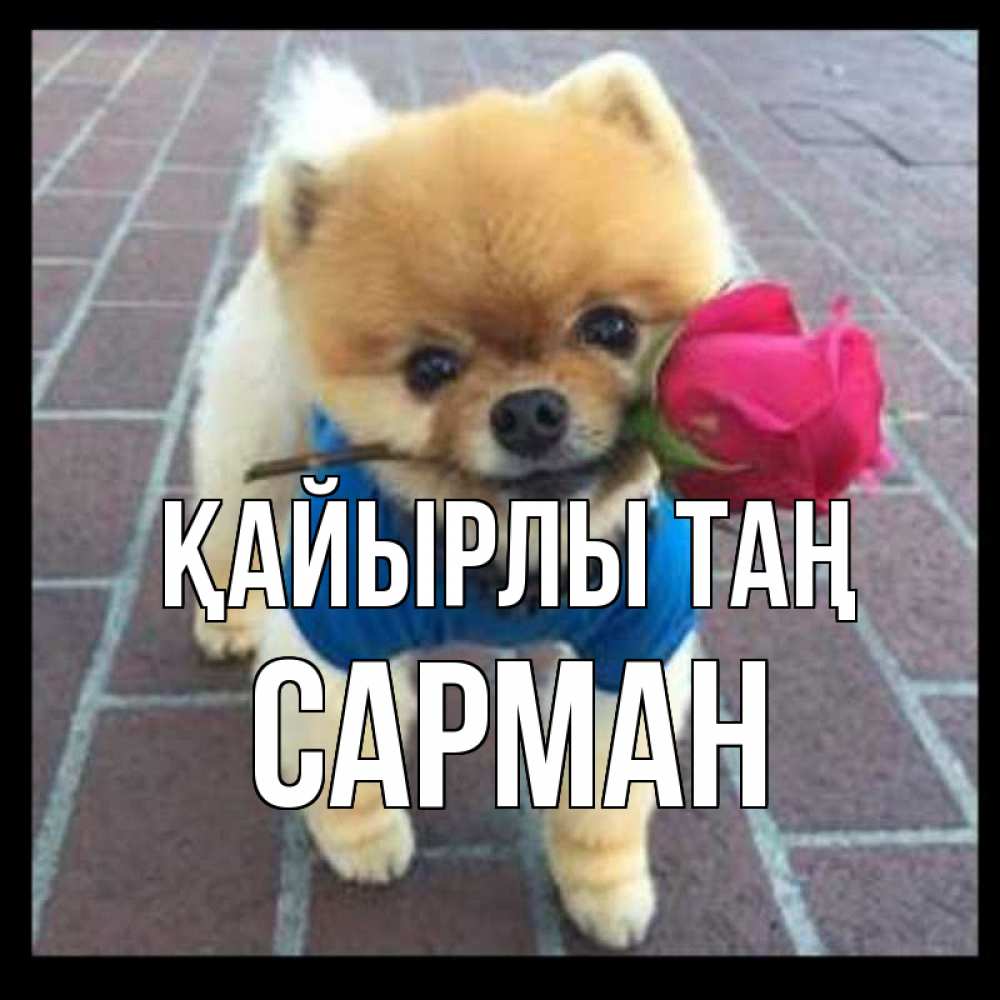 Күн сайын ашық хат с именем, САРМАН Қайырлы таң роза в зубах Онлайн тегін жүктеп алу тілектері бар керемет карта 