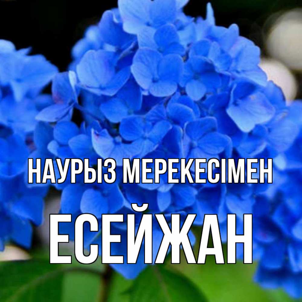 Күн сайын ашық хат с именем, Есейжан Наурыз мерекесімен синие цветы Онлайн тегін жүктеп алу тілектері бар керемет карта 