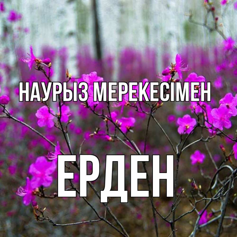 Күн сайын ашық хат с именем, Ерден Наурыз мерекесімен дикие цветы Онлайн тегін жүктеп алу тілектері бар керемет карта 