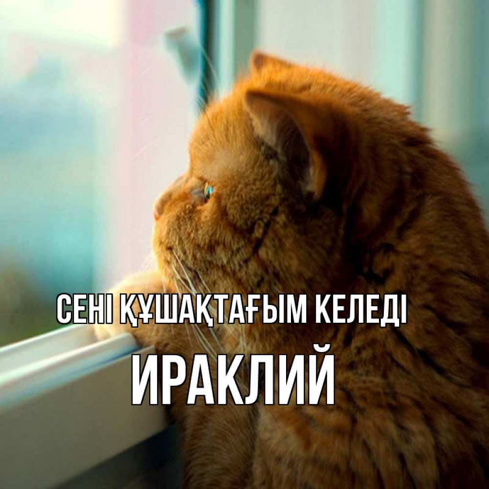 Күн сайын ашық хат с именем, Ираклий сені құшақтағым келеді большой огромный рыжий котяра Онлайн тегін жүктеп алу тілектері бар керемет карта 