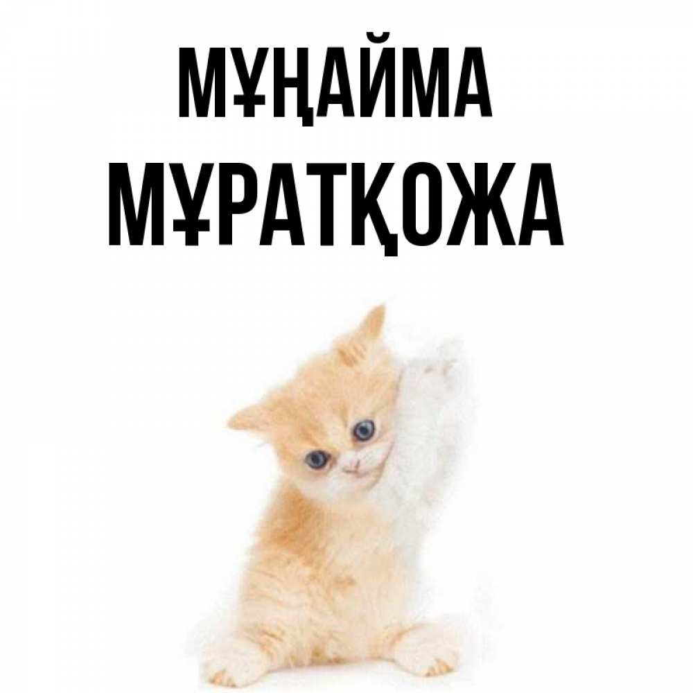 Күн сайын ашық хат с именем, Мұратқожа Мұңайма просящий кот Онлайн тегін жүктеп алу тілектері бар керемет карта 