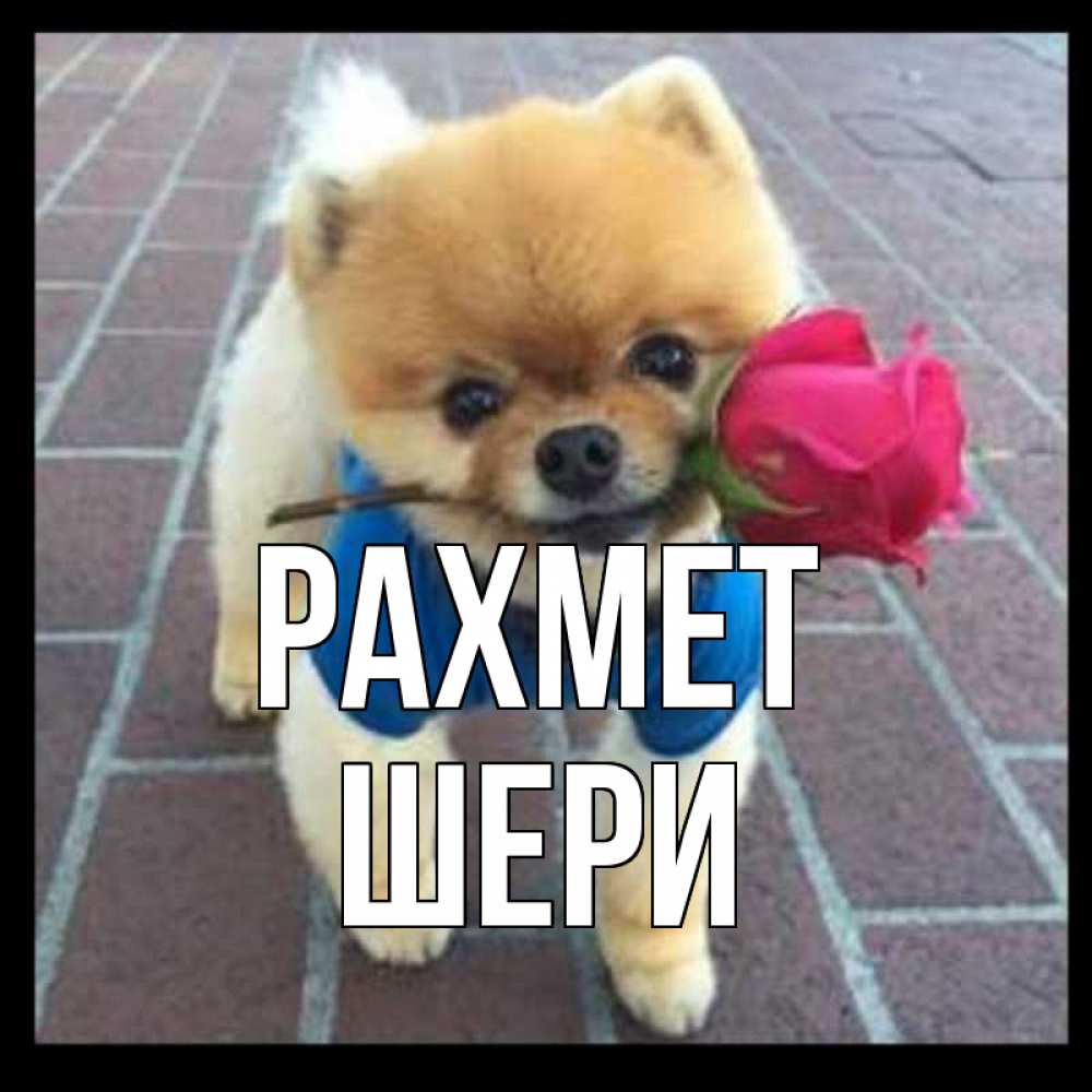 Күн сайын ашық хат с именем, ШЕРИ рахмет спасибо и дарю тебе цветок Онлайн тегін жүктеп алу тілектері бар керемет карта 