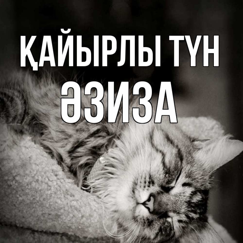 Күн сайын ашық хат с именем, ӘЗИЗА Қайырлы түн котярик пушистый Онлайн тегін жүктеп алу тілектері бар керемет карта 