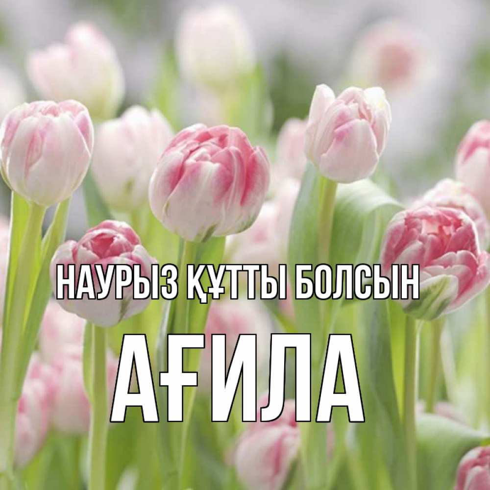 Күн сайын ашық хат с именем, АҒИЛА Наурыз құтты болсын цветы Онлайн тегін жүктеп алу тілектері бар керемет карта 