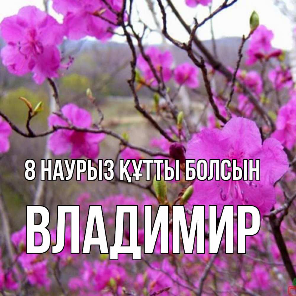 Күн сайын ашық хат с именем, Владимир 8 наурыз құтты болсын международный женский день Онлайн тегін жүктеп алу тілектері бар керемет карта 