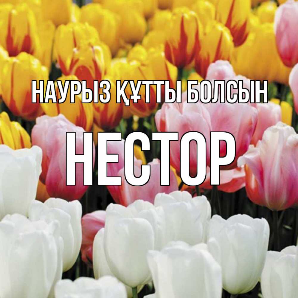 Күн сайын ашық хат с именем, Нестор Наурыз құтты болсын разноцветные цветы Онлайн тегін жүктеп алу тілектері бар керемет карта 