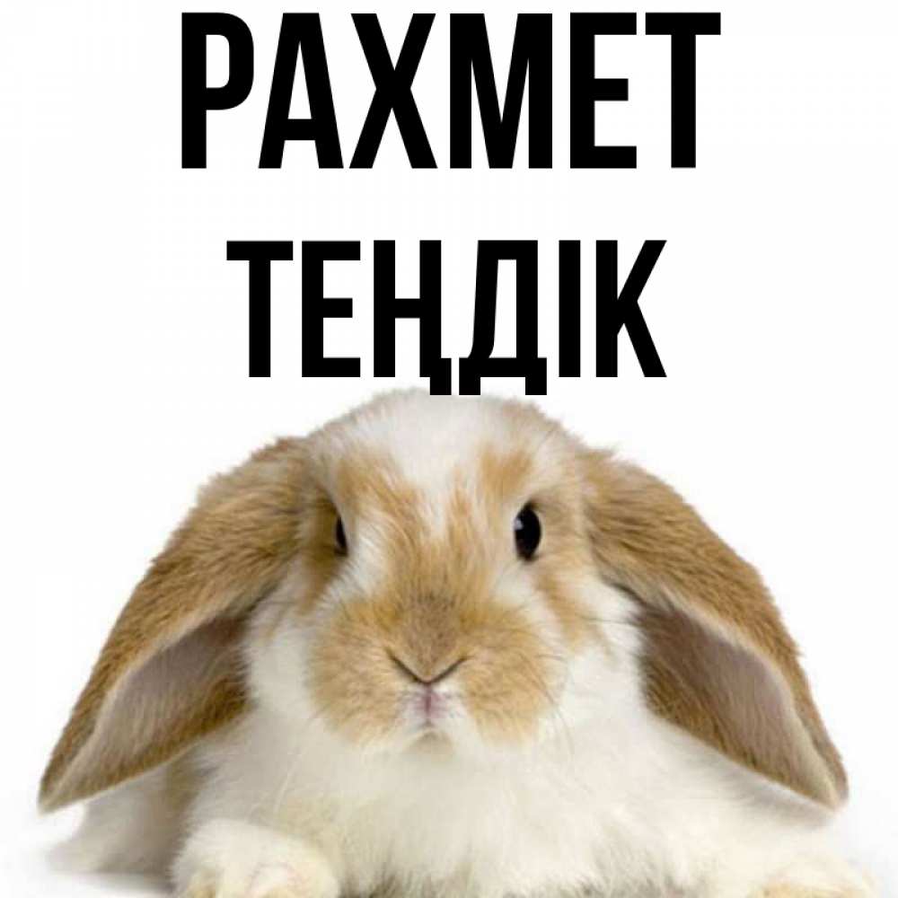 Күн сайын ашық хат с именем, ТЕҢДІК рахмет коричнево белый заяц Онлайн тегін жүктеп алу тілектері бар керемет карта 