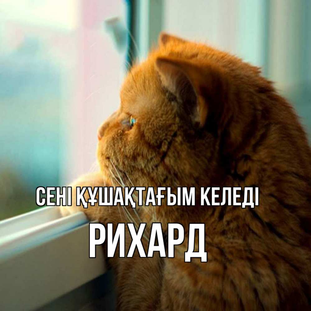 Күн сайын ашық хат с именем, Рихард сені құшақтағым келеді большой огромный рыжий котяра Онлайн тегін жүктеп алу тілектері бар керемет карта 