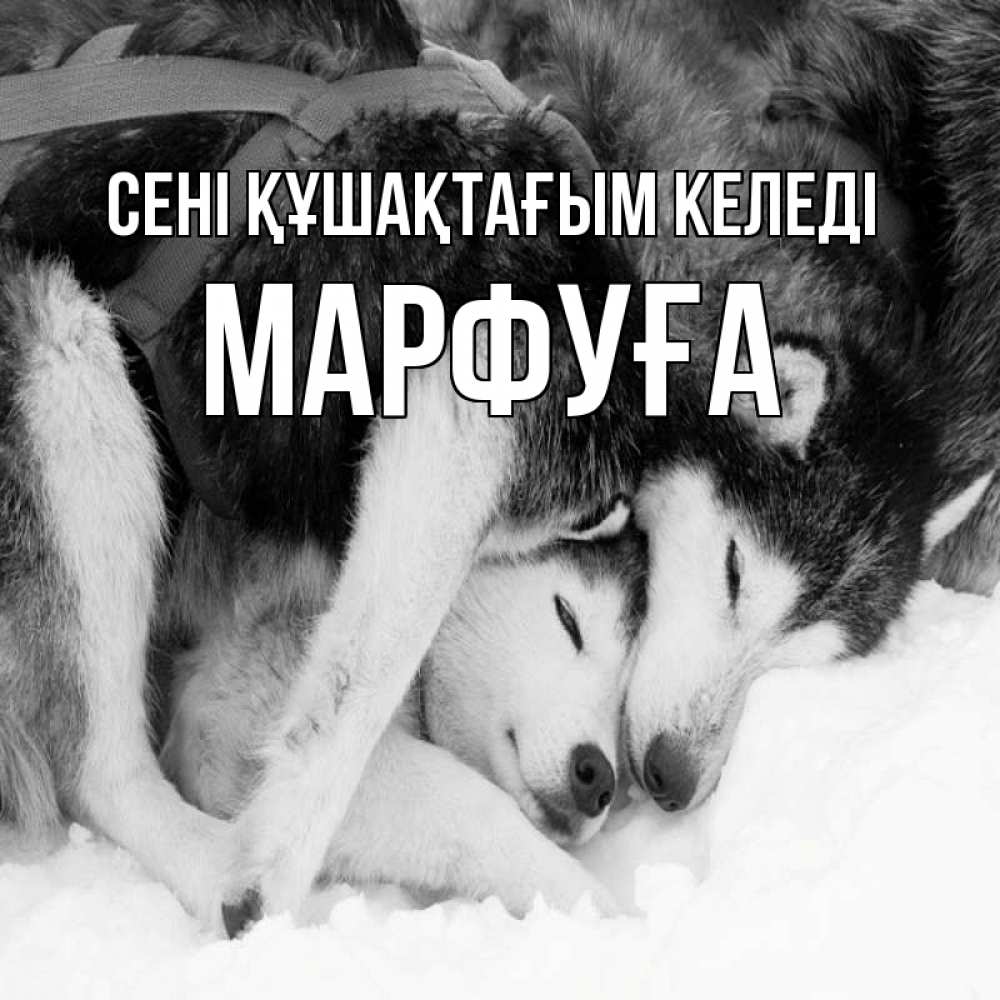 Күн сайын ашық хат с именем, МАРФУҒА сені құшақтағым келеді собачки в упряжке Онлайн тегін жүктеп алу тілектері бар керемет карта 