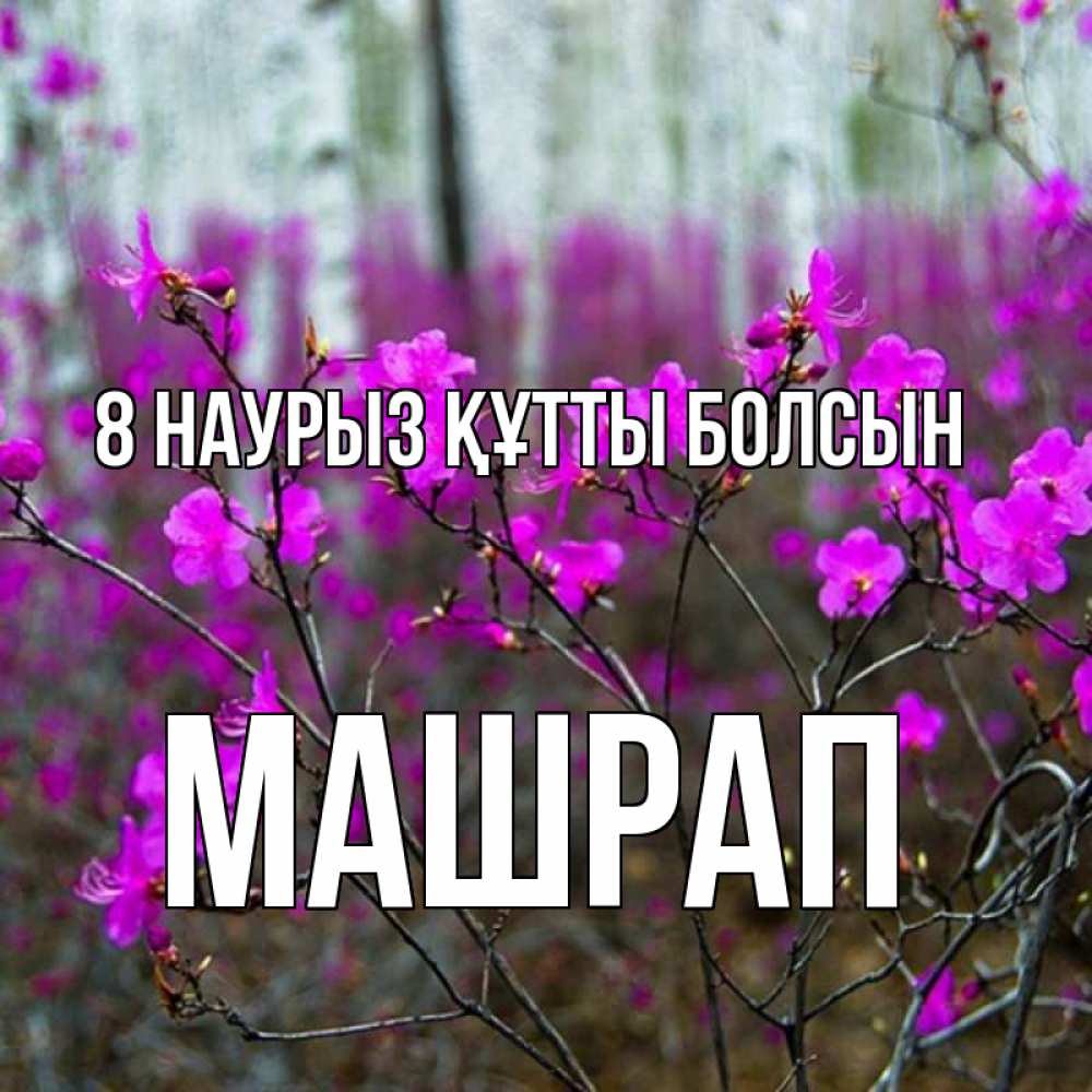 Күн сайын ашық хат с именем, МАШРАП 8 наурыз құтты болсын дикие цветы Онлайн тегін жүктеп алу тілектері бар керемет карта 