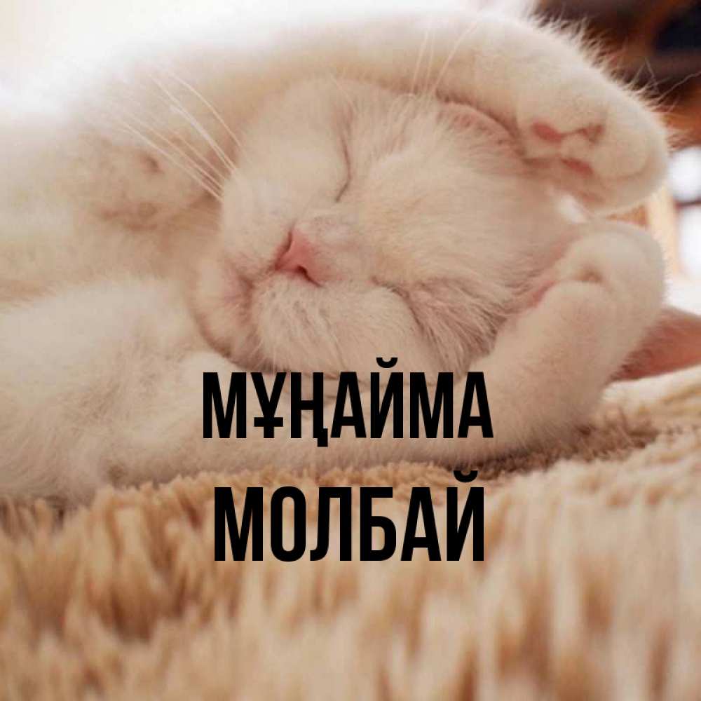 Күн сайын ашық хат с именем, МОЛБАЙ Мұңайма Котенок спит Онлайн тегін жүктеп алу тілектері бар керемет карта 
