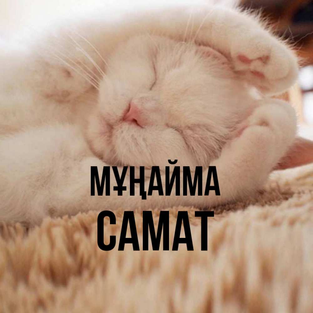 Күн сайын ашық хат с именем, САМАТ Мұңайма Котенок спит Онлайн тегін жүктеп алу тілектері бар керемет карта 