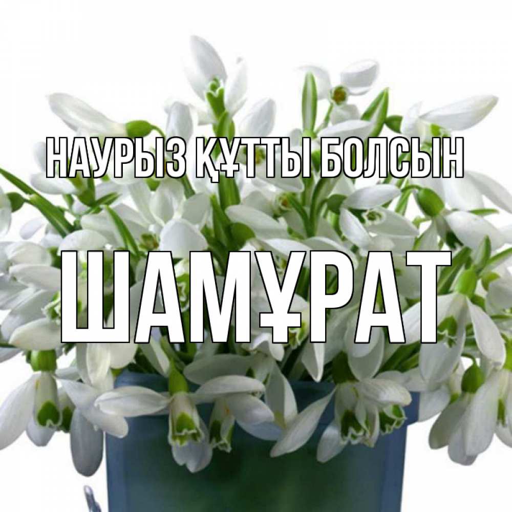 Күн сайын ашық хат с именем, ШАМҰРАТ Наурыз құтты болсын цветы к наурызу Онлайн тегін жүктеп алу тілектері бар керемет карта 