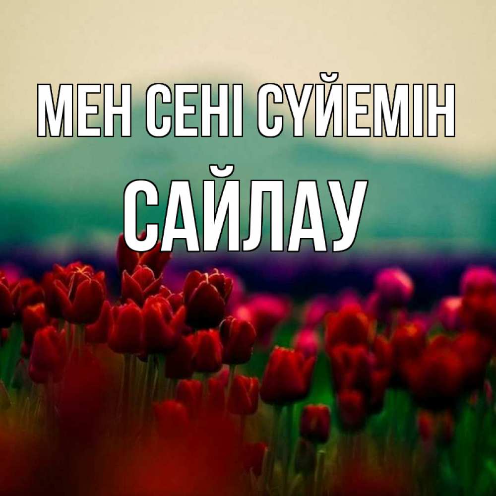 Күн сайын ашық хат с именем, САЙЛАУ Мен сені сүйемін тюльпаны 4 Онлайн тегін жүктеп алу тілектері бар керемет карта 