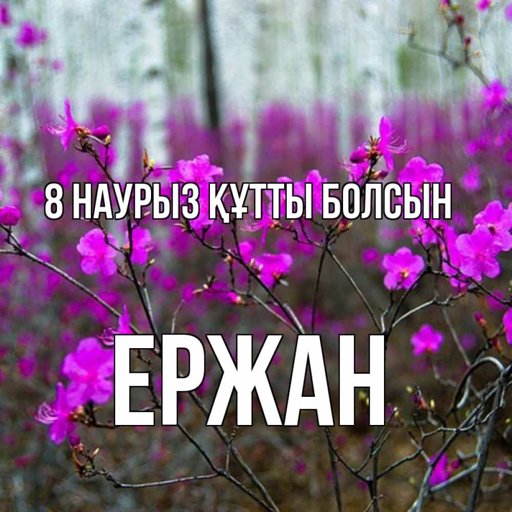 Күн сайын ашық хат с именем, Ержан 8 наурыз құтты болсын дикие цветы Онлайн тегін жүктеп алу тілектері бар керемет карта 