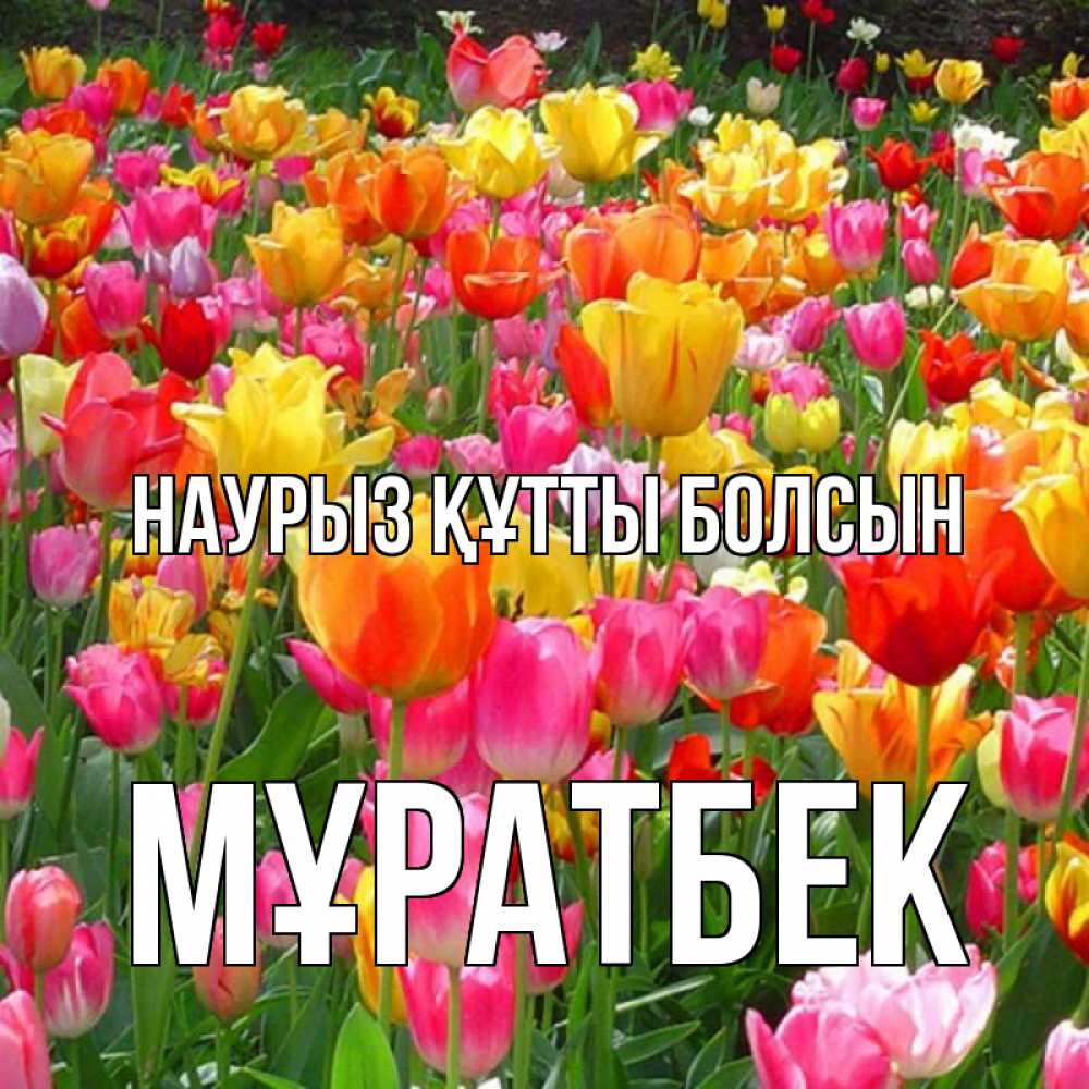Күн сайын ашық хат с именем, Мұратбек Наурыз құтты болсын на наурыз  ура ура Онлайн тегін жүктеп алу тілектері бар керемет карта 
