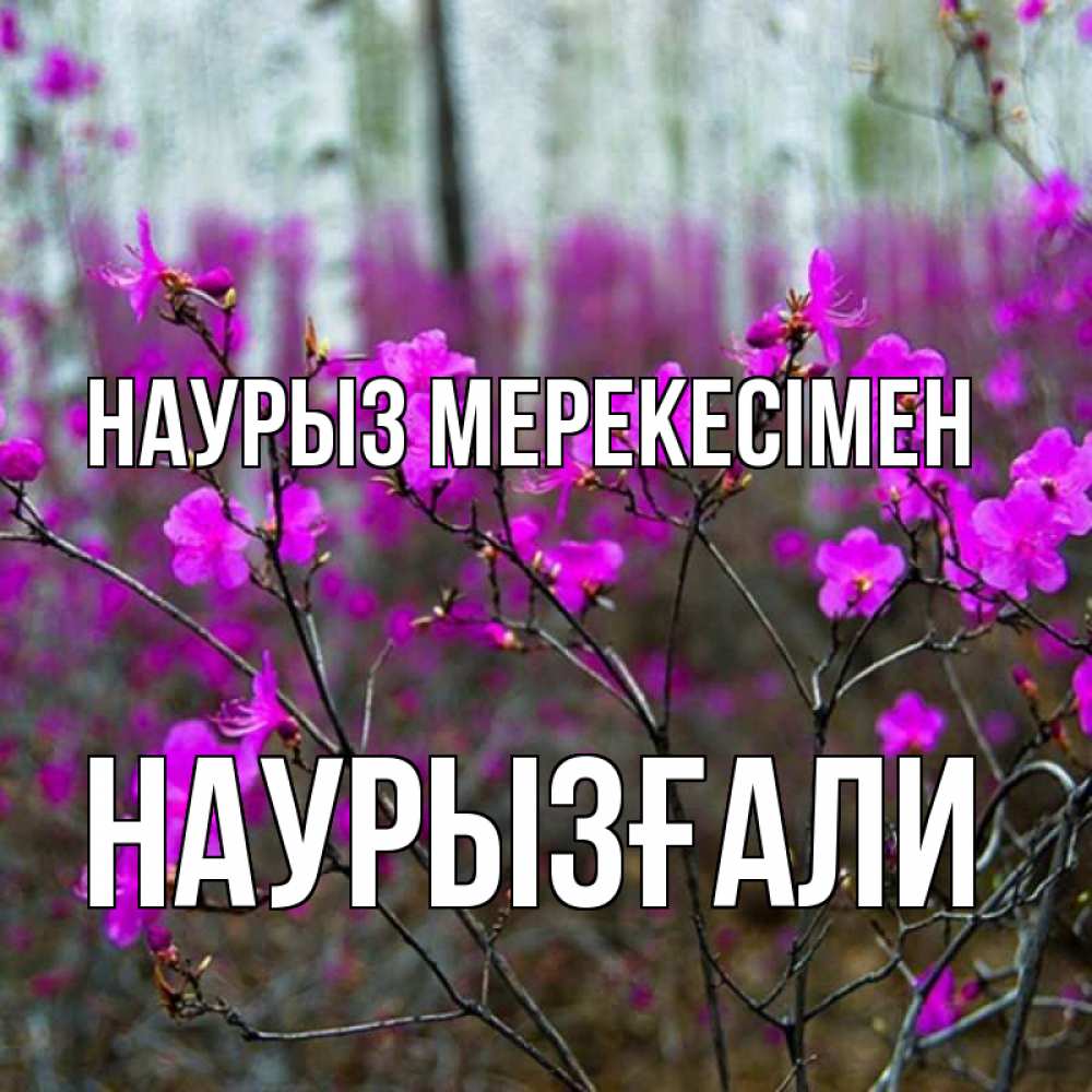 Күн сайын ашық хат с именем, Наурызғали Наурыз мерекесімен дикие цветы Онлайн тегін жүктеп алу тілектері бар керемет карта 