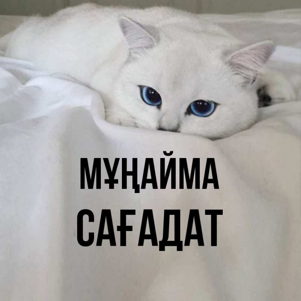Күн сайын ашық хат с именем, САҒАДАТ Мұңайма Голубоглазая кошка Онлайн тегін жүктеп алу тілектері бар керемет карта 