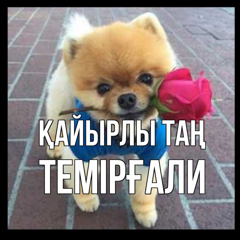 Күн сайын ашық хат с именем, ТЕМІРҒАЛИ Қайырлы таң роза в зубах Онлайн тегін жүктеп алу тілектері бар керемет карта 