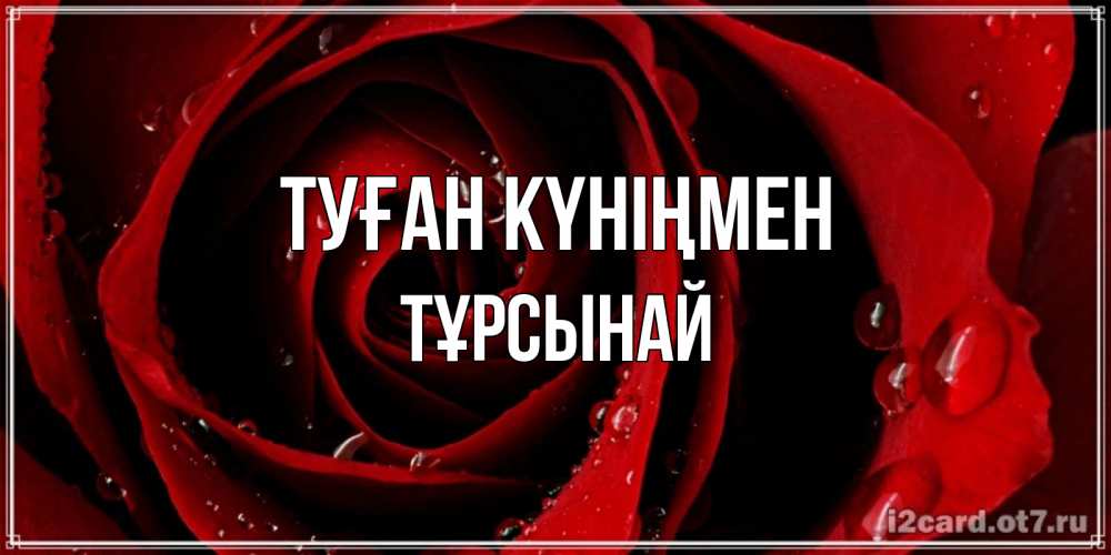 Күн сайын ашық хат с именем, ТҰРСЫНАЙ Туған күніңмен крупная бордовая роза Онлайн тегін жүктеп алу тілектері бар керемет карта 