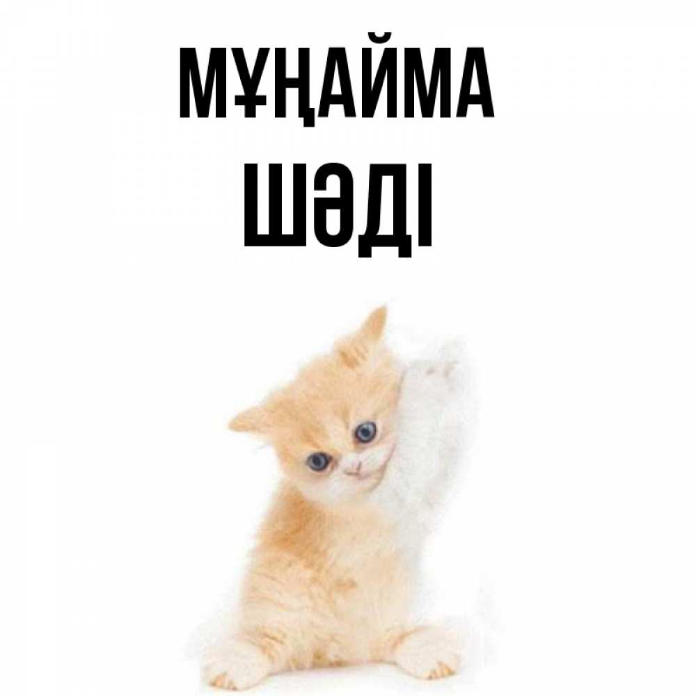 Күн сайын ашық хат с именем, ШӘДІ Мұңайма просящий кот Онлайн тегін жүктеп алу тілектері бар керемет карта 