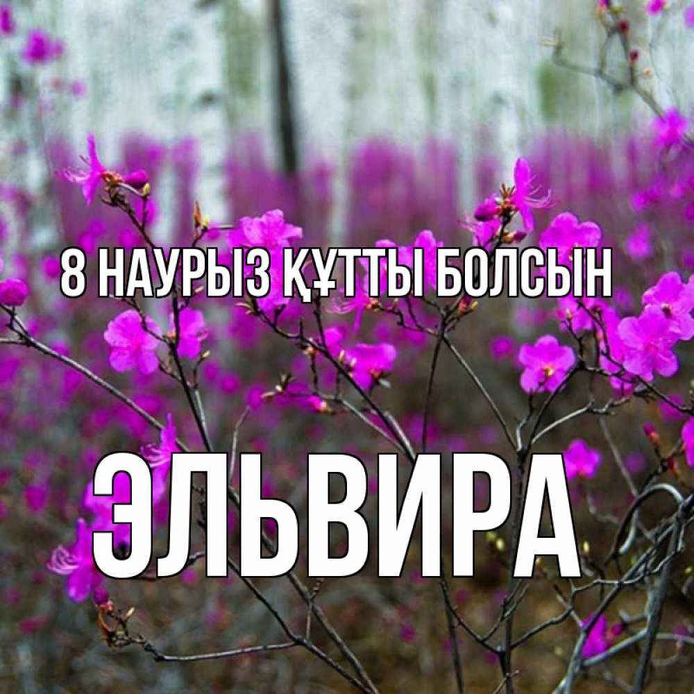 Күн сайын ашық хат с именем, Эльвира 8 наурыз құтты болсын дикие цветы Онлайн тегін жүктеп алу тілектері бар керемет карта 