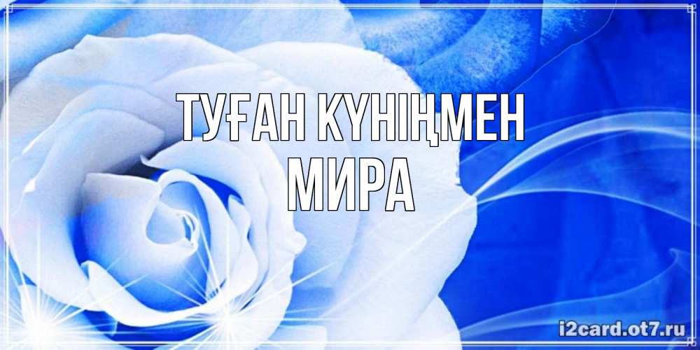Күн сайын ашық хат с именем, МИРА Туған күніңмен белая роза на голубом фоне Онлайн тегін жүктеп алу тілектері бар керемет карта 