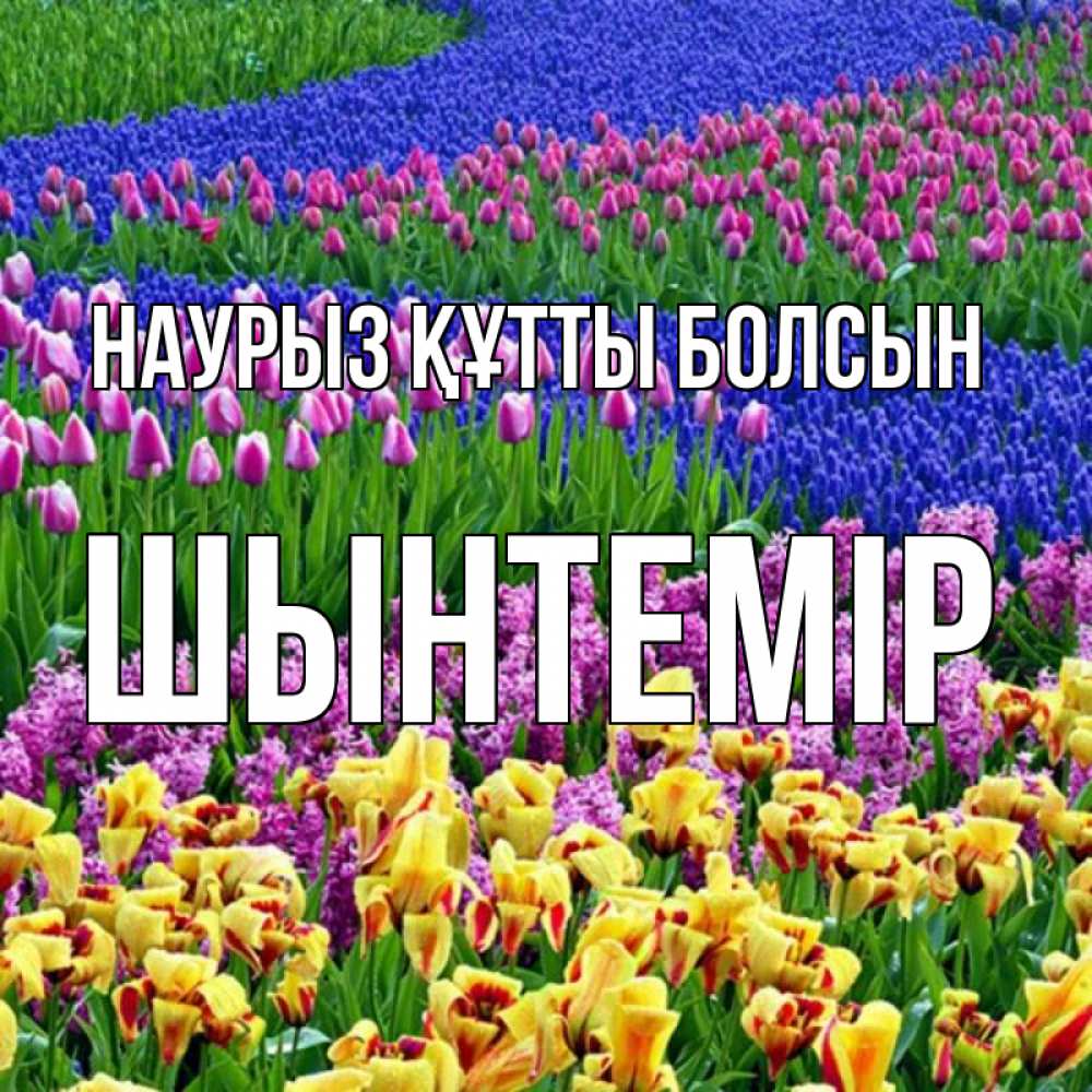 Күн сайын ашық хат с именем, ШЫНТЕМІР Наурыз құтты болсын цветы Онлайн тегін жүктеп алу тілектері бар керемет карта 