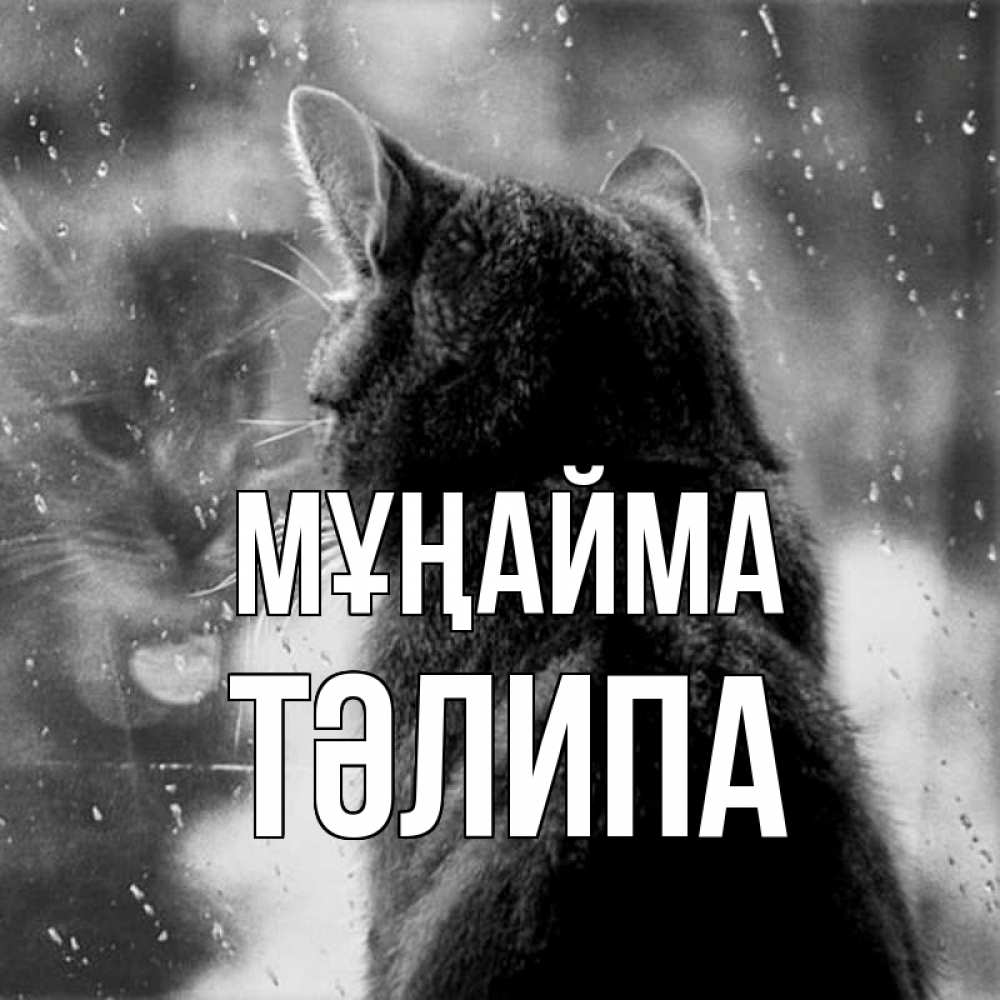 Күн сайын ашық хат с именем, ТӘЛИПА Мұңайма отражение кота 1 Онлайн тегін жүктеп алу тілектері бар керемет карта 