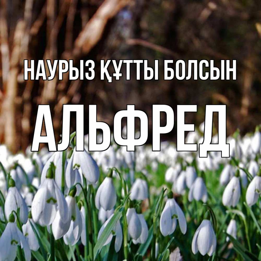 Күн сайын ашық хат с именем, Альфред Наурыз құтты болсын с подснежниками 1 Онлайн тегін жүктеп алу тілектері бар керемет карта 