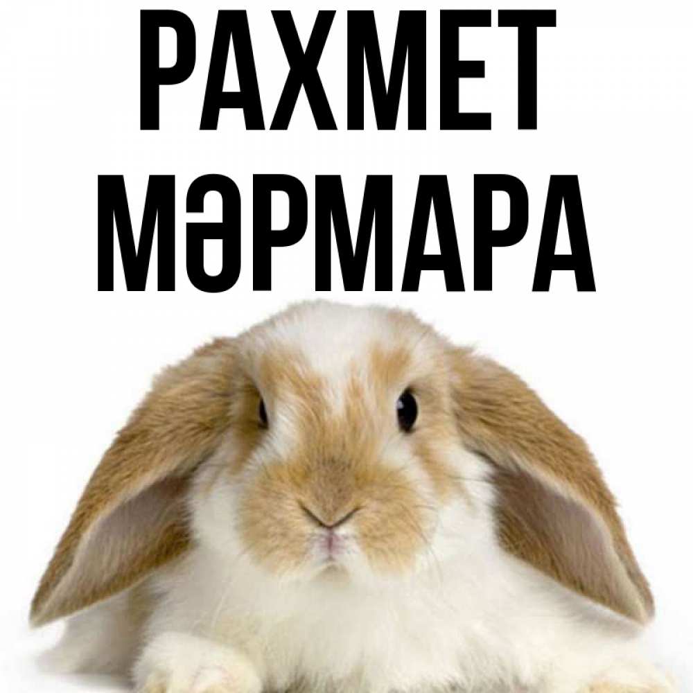 Күн сайын ашық хат с именем, МӘРМАРА рахмет коричнево белый заяц Онлайн тегін жүктеп алу тілектері бар керемет карта 