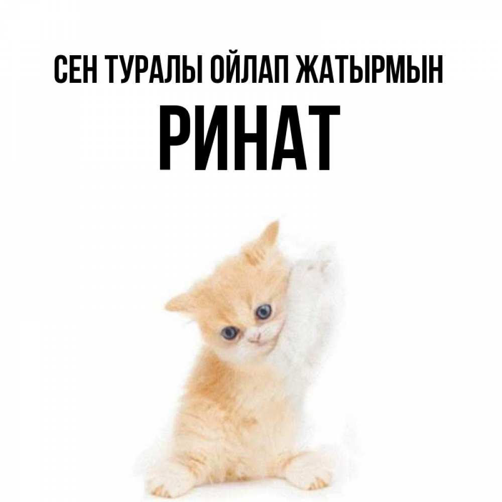 Күн сайын ашық хат с именем, Ринат Сен туралы ойлап жатырмын зверушки и милота Онлайн тегін жүктеп алу тілектері бар керемет карта 