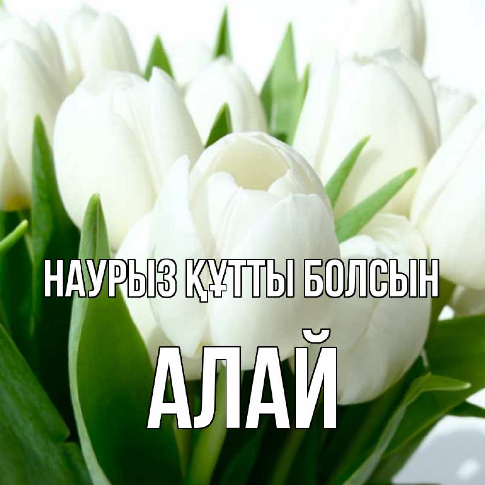 Күн сайын ашық хат с именем, Алай Наурыз құтты болсын цветы Онлайн тегін жүктеп алу тілектері бар керемет карта 