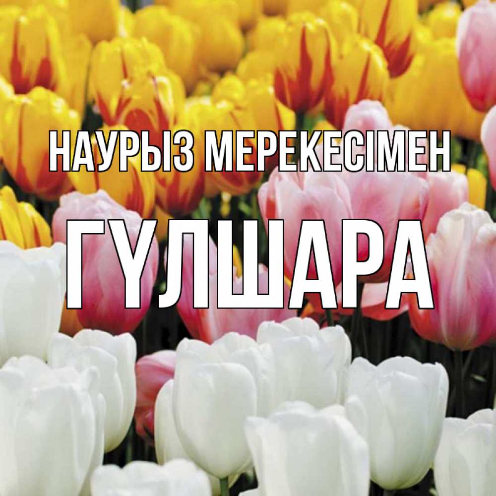 Күн сайын ашық хат с именем, ГҮЛШАРА Наурыз мерекесімен разноцветные цветы Онлайн тегін жүктеп алу тілектері бар керемет карта 